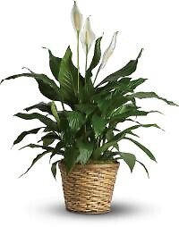 Simply Elegant Spathiphyllum