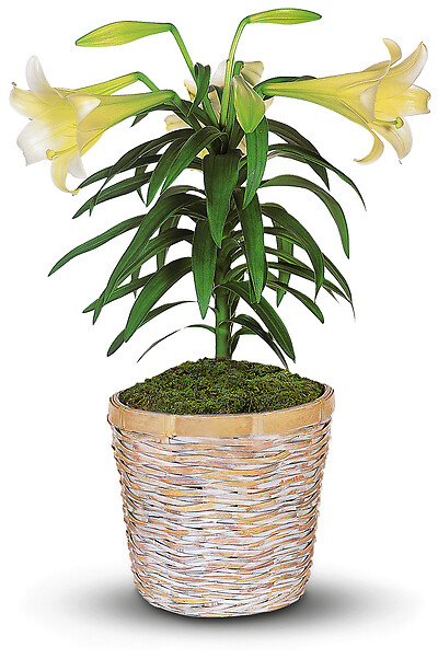 Easter Lily Plant AVAILABLE STARTING APRIL 14TH