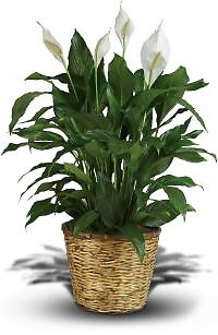 Simply Elegant Spathiphyllum