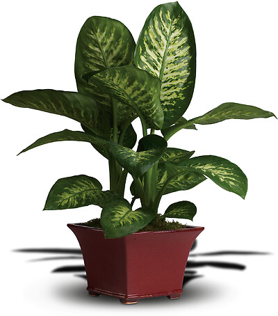 Delightful Dieffenbachia or Similar Green House Plant